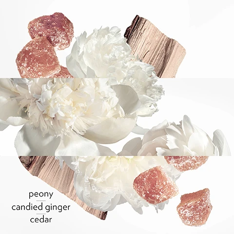 Image 1 - A composition of white peony flowers and candied ginger pieces on a light background, with visible text that reads peony, candied ginger, cedar.
Image 2 - A close-up arrangement of lush white peonies on a light background, with the word peony displayed at the bottom.
Image 3 - Image of several pieces of candied ginger scattered and overlapping, with the text candied ginger displayed on the right.
Image 4 - A close-up of several pieces of cedar wood displaying their textures and colors, with the word cedar above the image.