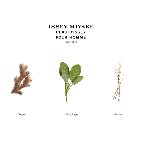Image 1, ISSEY MIYAKE L'EAU D'ISSEY POUR HOMME VETIVER Ginger Clary Sage Vetiver Image 2, CEAU DISSEY VEGAN SAN FRAGRANCES D 1095 NATURAL ORIGIN FRAC RAGRANCES L'EAU D'ISSEY POUR HOMME ISSEY MIYAKE, 100% WOODEN CAPS WITHOUT PLASTIC 20% POST-CONSUM USE RECYCLED GLASS Image 3, ISSEY MIYAKE L'EAU D'ISSEY POUR HOMME EAU DE TOILETTE EAU DE TOILETTE INTENSE EAU DE TOILETTE INTENSE EAU&CÈDRE VETIVER L'EAU DISSEY L'EAU DISSEY LEAU DISSEY POUR HOMME POUR HOMME POUR HOMME ISSEY MIYAKE ISSEY MIYAKE ISSEY MIYAKE EAU DE PARFUM INTENSE WOOD&WOOD L'EAU DISSEY POUR HOMME WOODWOOD ISSEY MIYAKT + Intensity FRESH & VIBRANT VIBRANT & WOODY DEEP & WOODY INTENSE & WOODY Image 4, L'EAU D'ISSEY POUR HOMME 93% NATURAL ORIGIN INGREDIENTS ISSEY MIYAKE