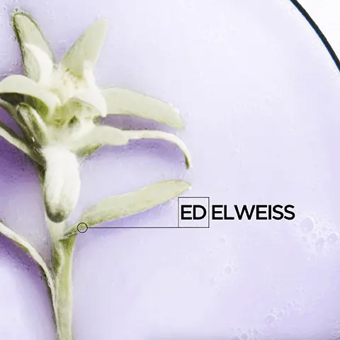Image 1, edelweiss, Image 2, hyaluronic acid. Image 3, ultra violet neutralizer, edweiss and hyaluronic acid. Image 4, BLOND ABSOLU EDINE AHBICH Kérastase Scientific Director The pre-lightening process leads to a fundamental modification of the hair as it can break down proteins and other structures in the fiber. Blond Absolu, enriched with hyaluronic acid, envelopes the fiber with a protective veil that acts like 。 a shield against external daily aggressors.ะ. Image 5, BLOND ABSOLU HOVIG ETOYAN Global Professional Ambassador Hair lightening is the most popular request in my salon! Blond Absolu, with hyaluronic acid, leaves the hair feeling healthy & hydrated. Its deep ultra-violet neutralisers help all blonde clients to keep their blonde hair looking fresh.