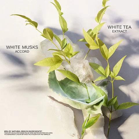 Image 1 - A close-up image of green leaves and a translucent, textured surface arranged artistically, with the text labels WHITE TEA EXTRACT, WHITE MUSKS, and ACCORD displayed prominently.