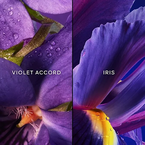 Image 5 - A split image displays a close-up of wet purple violet petals with a yellow-orange center on the left, labeled VIOLET ACCORD, and a close-up of wet deep purple iris petals with a bright yellow center on the right, labeled IRIS.
