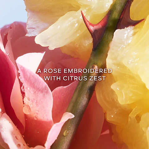 Image 2 - The image displays three Guerlain Abeille Royale skincare products: a golden dropper bottle of Youth Watery Oil Serum with golden beads, a golden jar of Honey Treatment Day Cream under a star icon, and a dark amber jar of Honey Treatment Night Cream under a crescent moon icon, all with accompanying texture swatches, and the visible text Abeille Royale Repair Born From Science and the Bee, Step 1 Youth Watery Oil Serum, with the bottle showing Abeille Royale Serum Huile-en-eau Jeunesse Youth Watery Oil Serum Guerlain Paris, Step 2 Honey Treatment Day Cream, with the jar showing Guerlain Abeille Royale Honey Treatment Crème Jour Day Cream, and Step 2 Honey Treatment Night Cream, with the jar showing Guerlain Abeille Royale Honey Treatment Crème Nuit Night Cream. Image 3 - A close-up of a persons face shows a dropper dispensing a golden beaded serum onto their cheek, with text overlayed stating: AFTER 1 MONTH EVALUATED BY PANEL¹, SMOOTHER -48%, FIRMER +53%, MORE ELASTIC +56%, YOUTH WATERY OIL SERUM, ¹Self-scoring test, 40 women, 2 applications per day. Image 4 - A woman with clear skin holds a hexagonal gold and white jar of face cream, with text overlays stating DERMATOLOGICAL SCORE¹, WRINKLES -48%, FIRMNESS +57%, SMOOTHNESS +98%, RADIANCE +63%, GUERLAIN ABEILLE ROYALE HONEY TREATMENT CRÈME JOUR - DAY CREAM, DAY CREAM, and ¹Clinical test by an independent dermatologist, 33 women Europe, once a day, results after one month. Image 5 - A woman with radiant skin holds a brown and gold jar of cream near her chin, with the text DERMATOLOGICAL SCORAGE¹, TIREDNESS SIGNS -43%, DEHYDRATION FINE LINES -30%, BRIGHTNESS +42%, PLUMPNESS +30%, NIGHT CREAM, and on the jar Abeille Royale Honey Treatment Crème Nuit - Night Cream Guerlain, and a footnote ¹Clinical test by an independent dermatologist, 33 women, Europe, once a day, results after one month.