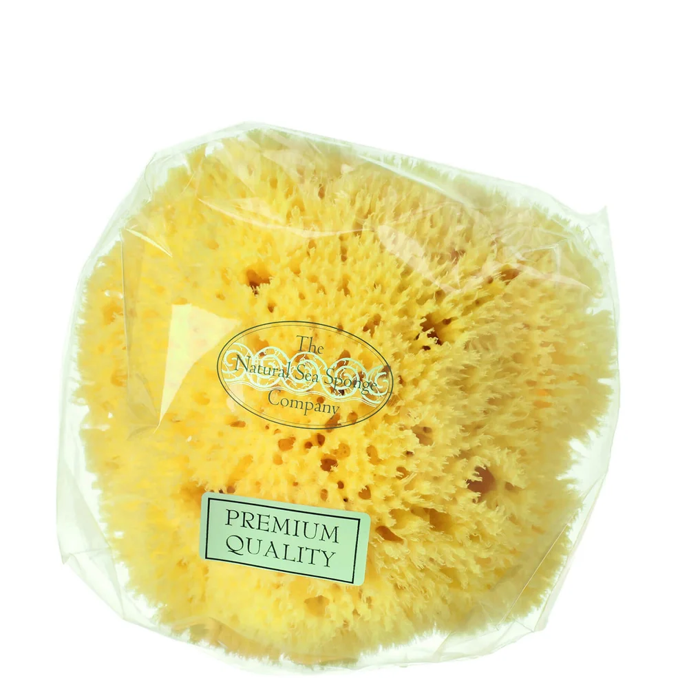 Hydrea London Honeycomb Sea Sponge, Size 4 - 4.5 Image 1