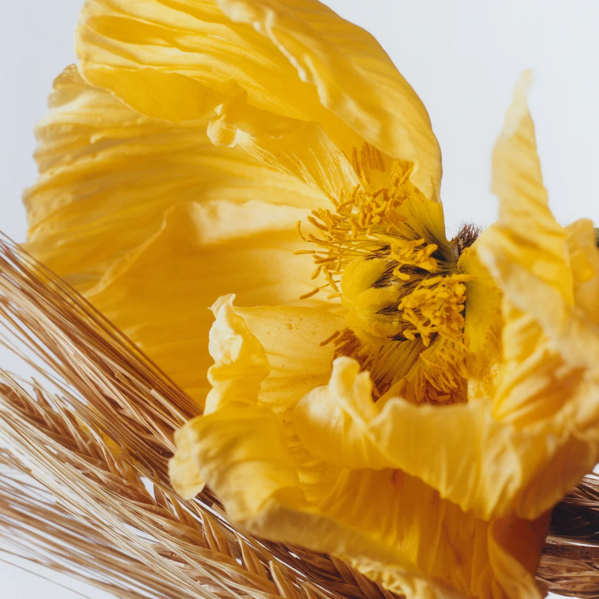 Jo Malone London Poppy Barley Eau de Cologne 30ml LOOKFANTASTIC